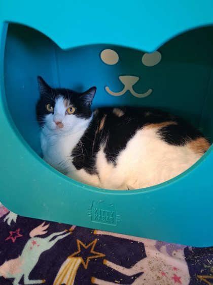 Enlarge Zena, a Adoptable mixed breed in Scottsbluff, NE image 3/3