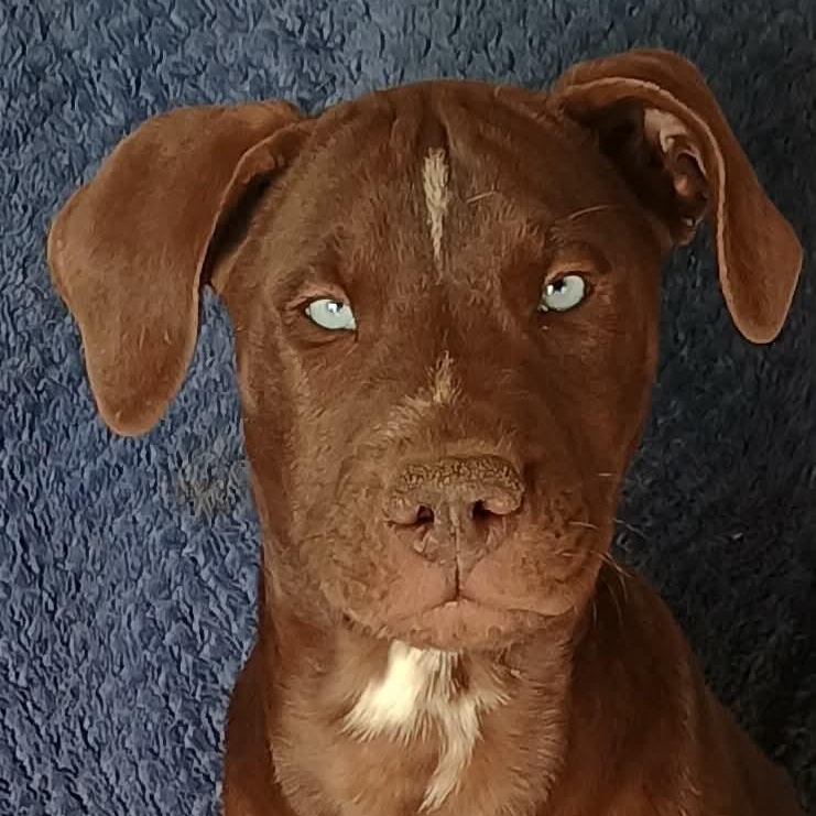 Enlarge Dallas, a Adoptable mixed breed in Glenolden, PA image 2/6