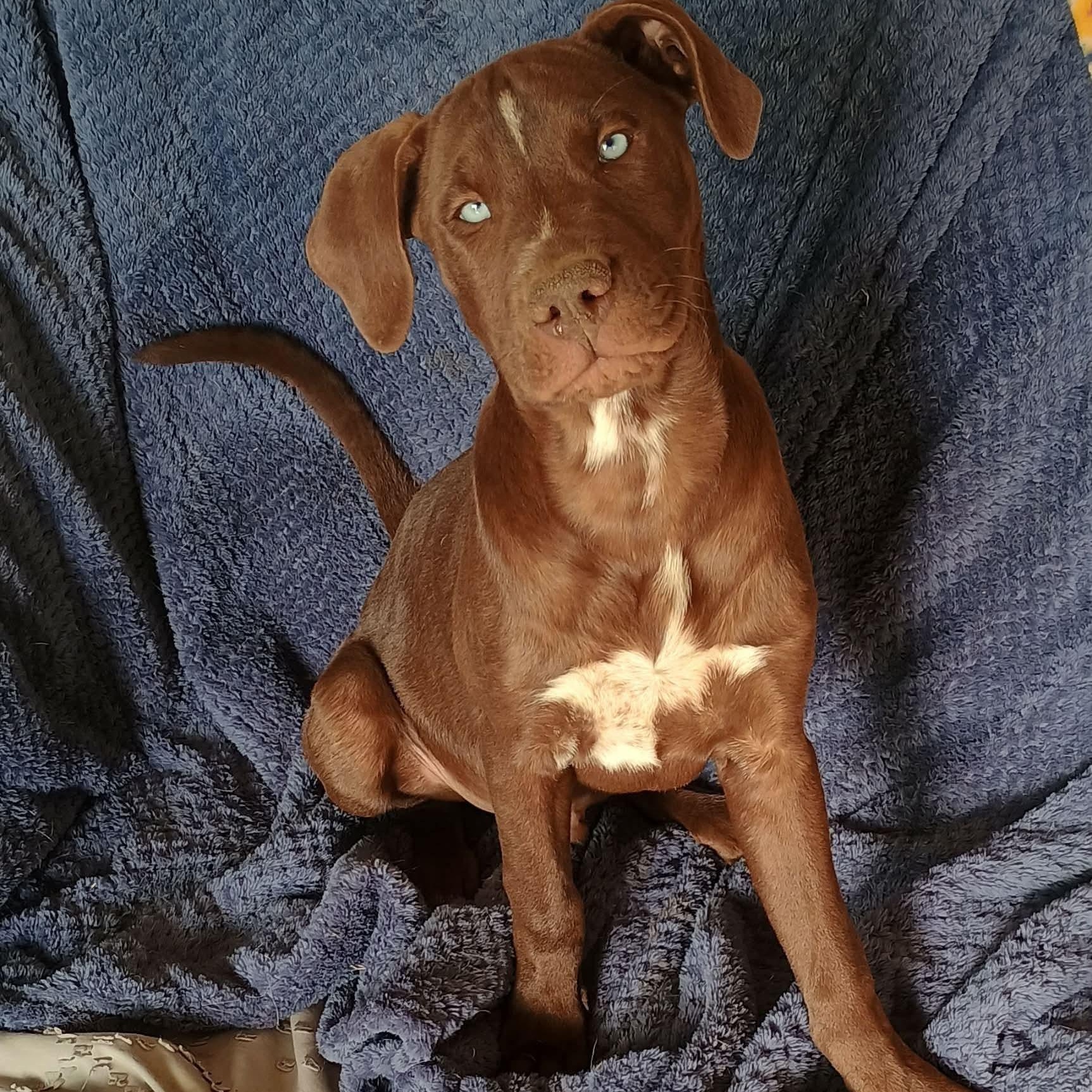 Enlarge Dallas, a Adoptable mixed breed in Glenolden, PA image 1/6