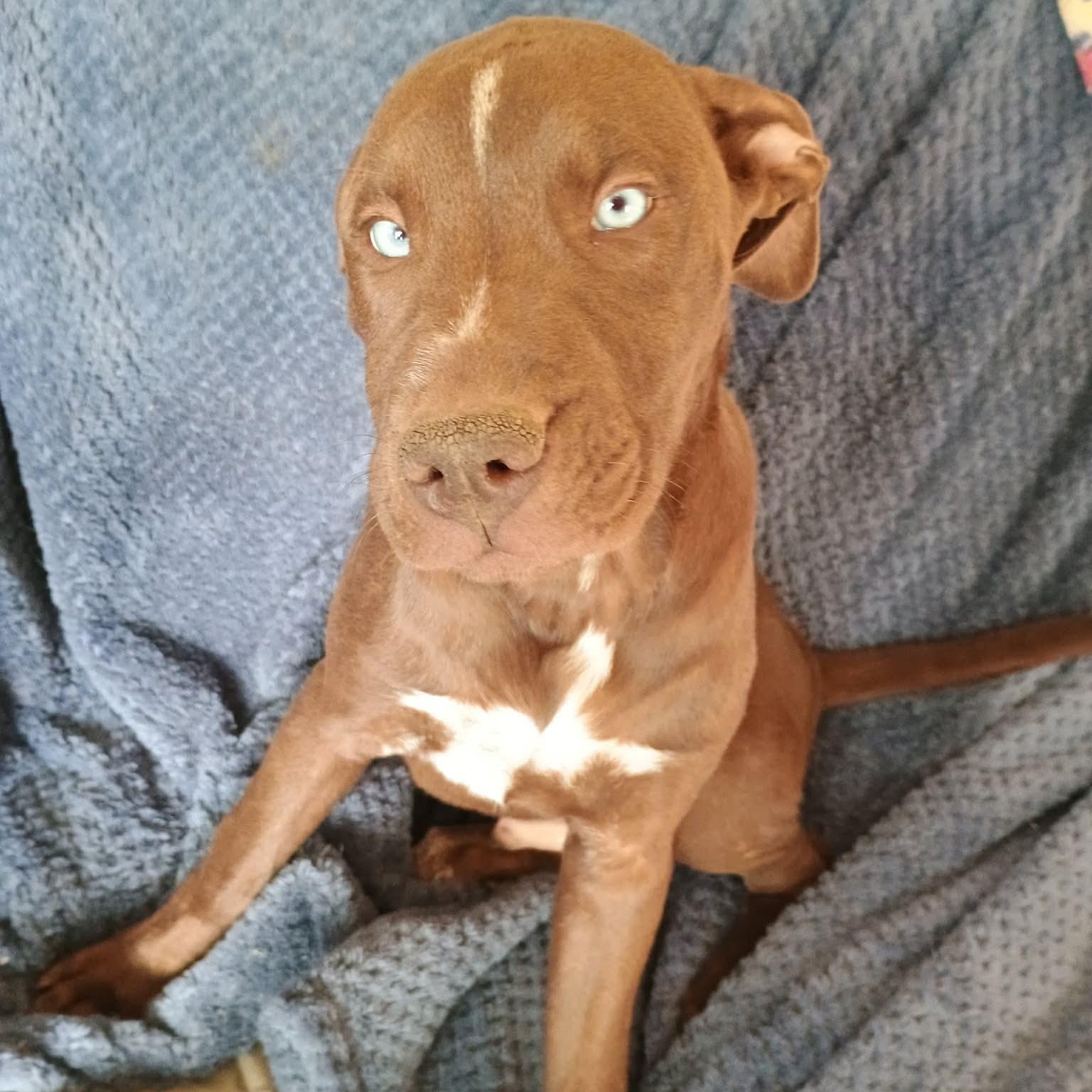 Enlarge Dallas, a Adoptable mixed breed in Glenolden, PA image 5/6