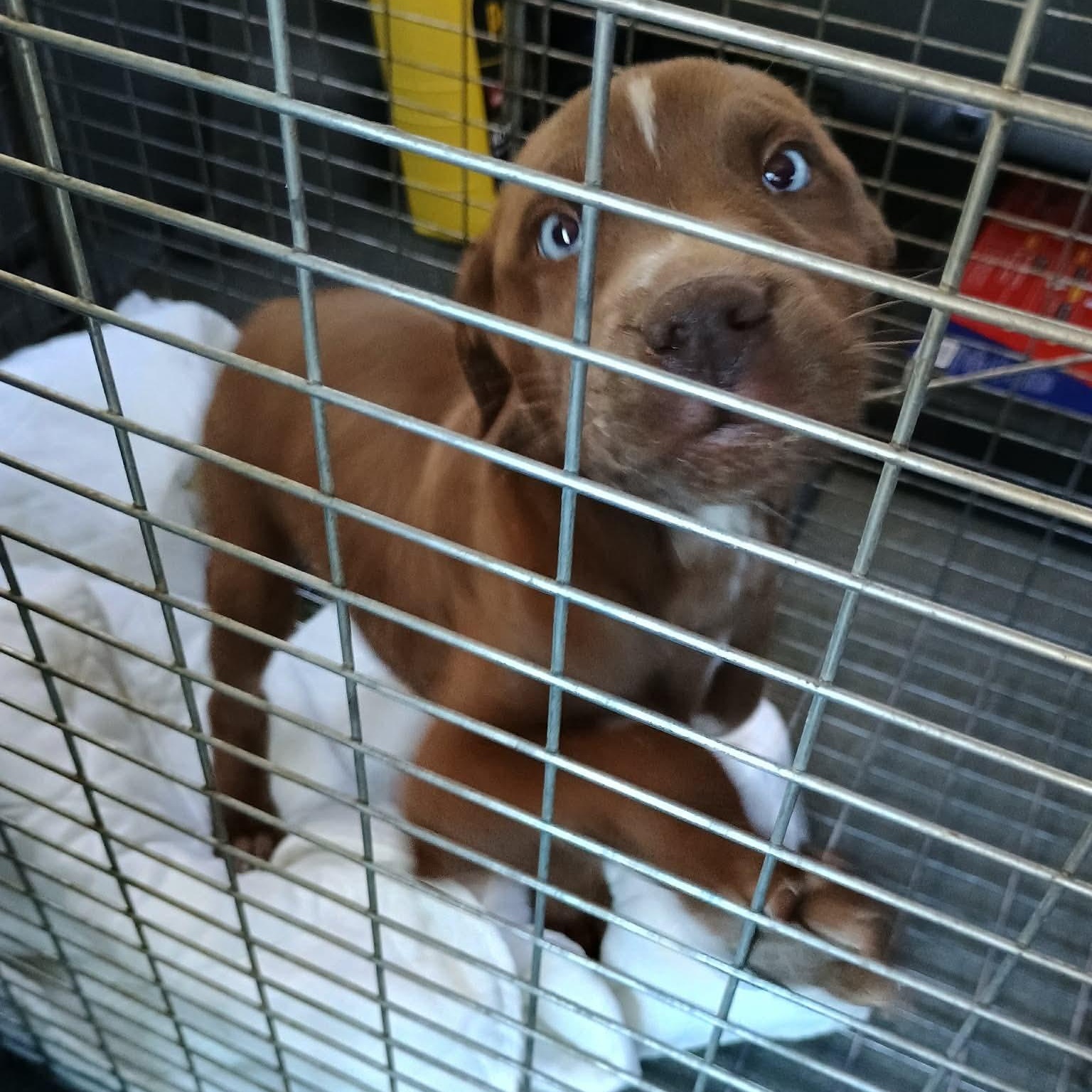 Enlarge Dallas, a Adoptable mixed breed in Glenolden, PA image 6/6