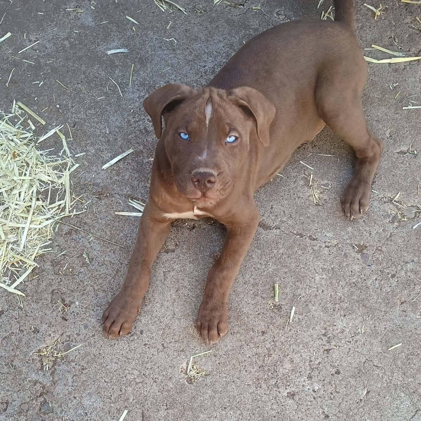 Enlarge Dallas, a Adoptable mixed breed in Glenolden, PA image 3/6