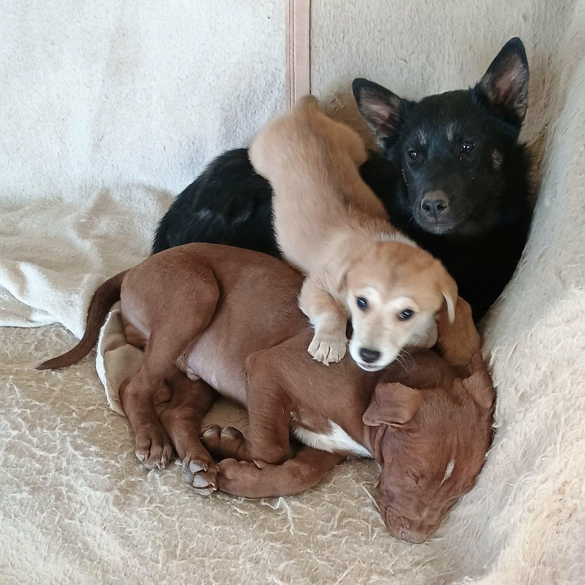 Enlarge Dallas, a Adoptable mixed breed in Glenolden, PA image 4/6