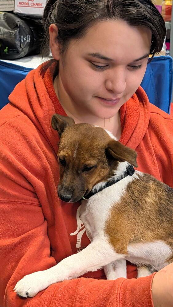 Smalls, a Adoptable mixed breed in Lafayette, CO image 2/6