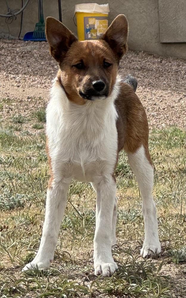 Smalls, a Adoptable mixed breed in Lafayette, CO image 3/6