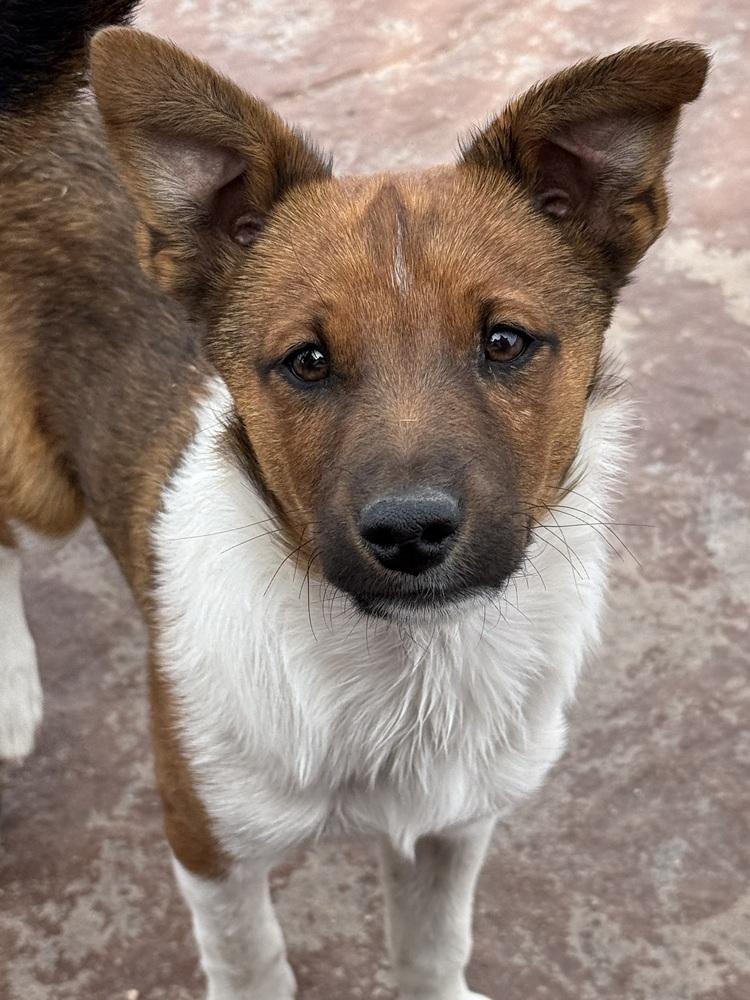 Smalls, a Adoptable mixed breed in Lafayette, CO image 4/6