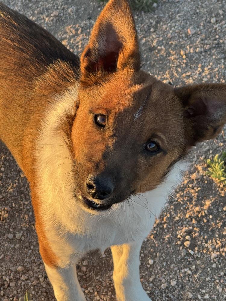 Smalls, a Adoptable mixed breed in Lafayette, CO image 5/6