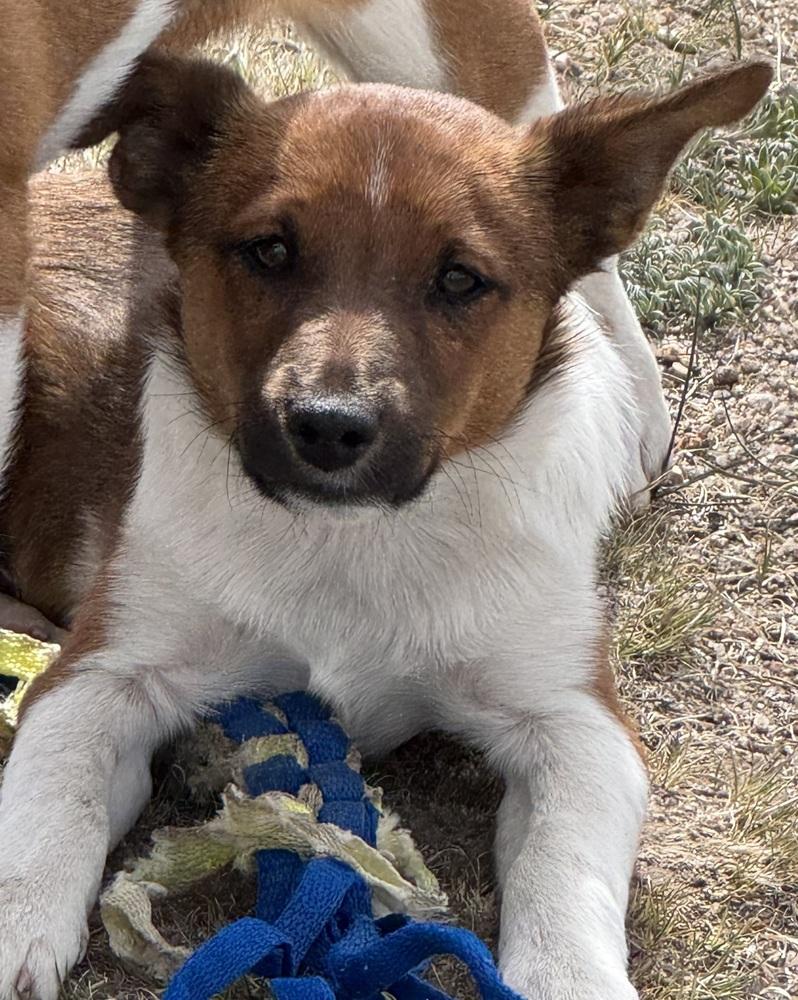 Smalls, a Adoptable mixed breed in Lafayette, CO image 6/6