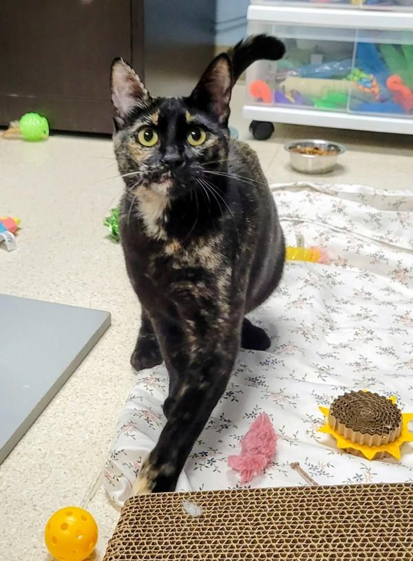 Nena, Adoptable, Young Female Domestic Short Hair.