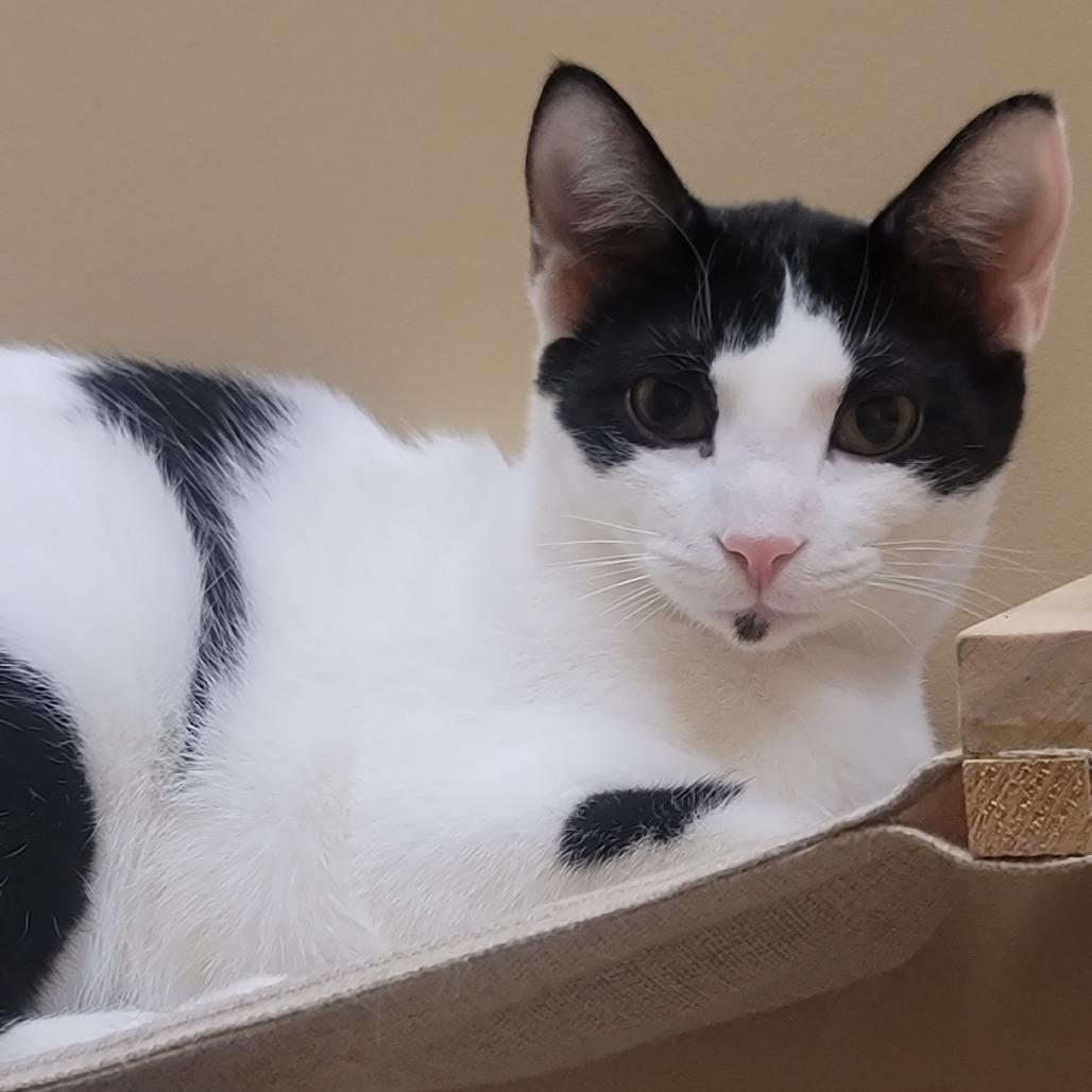 Marty, Adoptable, Young Male Domestic Short Hair.