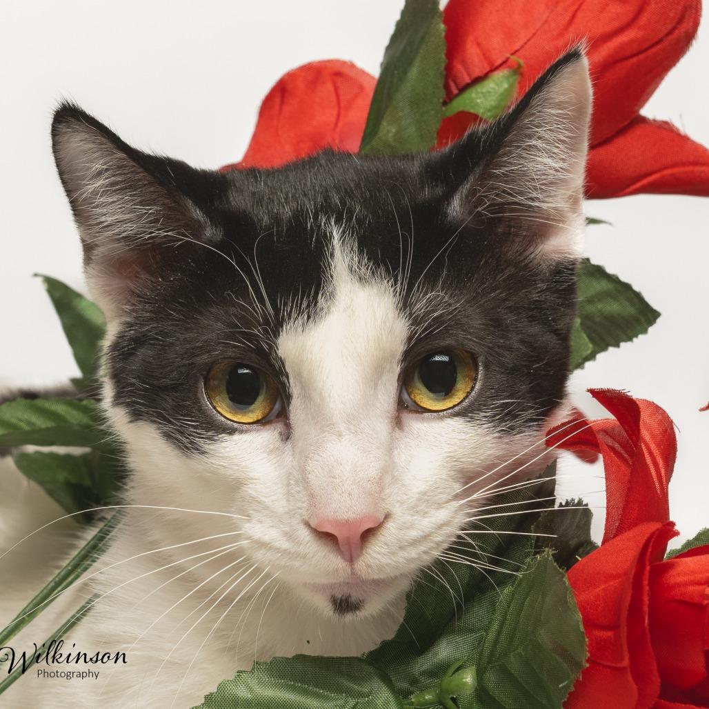 Marty, Adoptable, Young Male Domestic Short Hair.