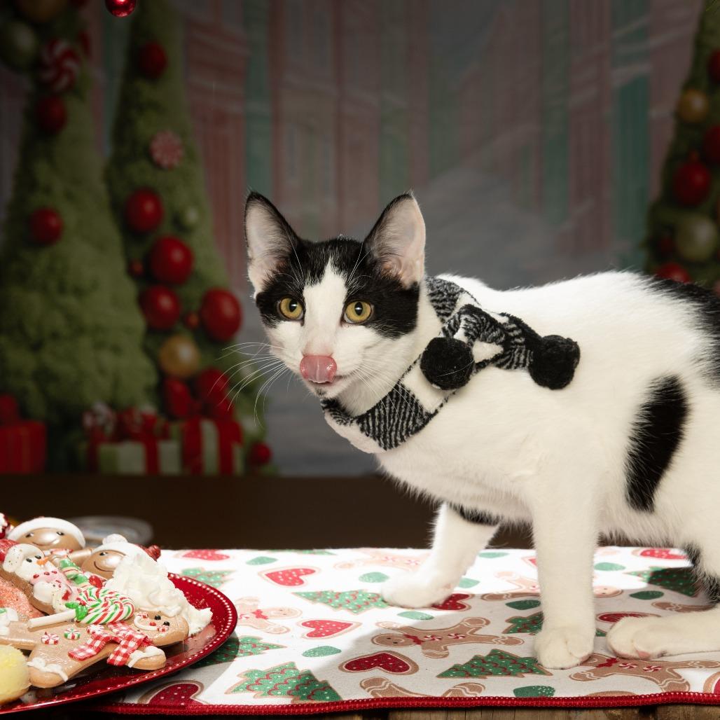 Marty, Adoptable, Young Male Domestic Short Hair.