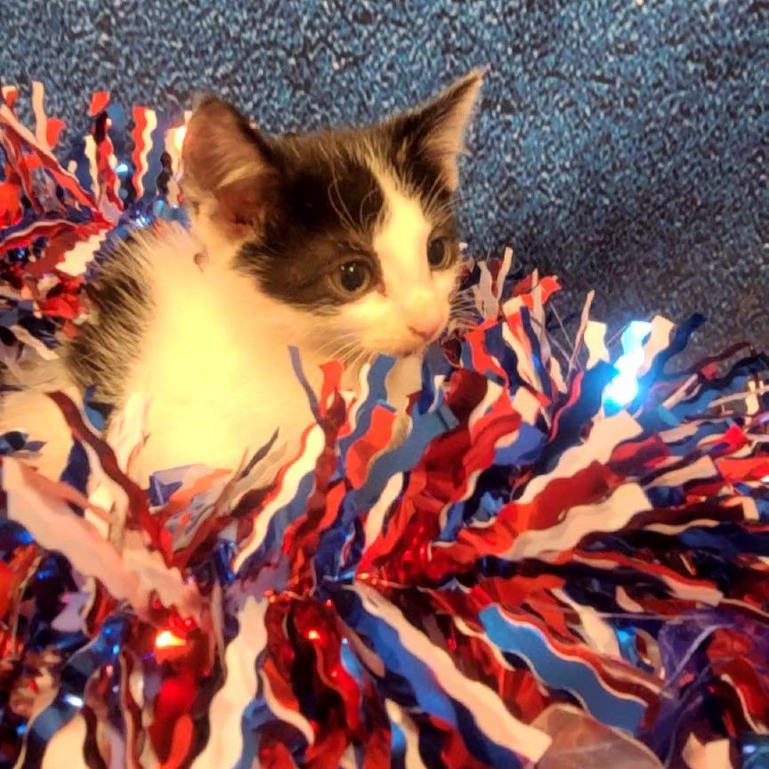 Marty, a Adoptable Domestic Short Hair in Tipton, IN image 3/6