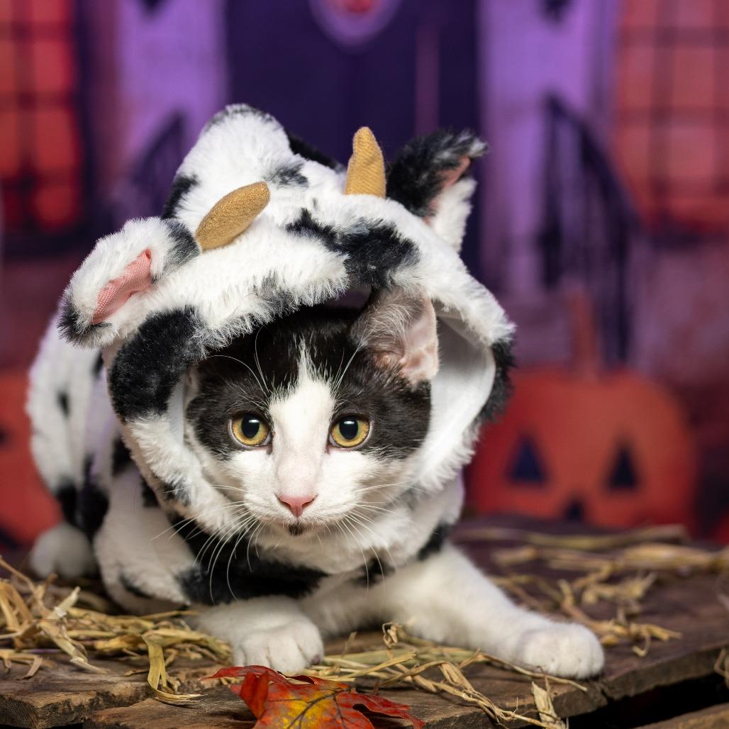 Enlarge Marty, a Adoptable Domestic Short Hair in Tipton, IN image 2/6