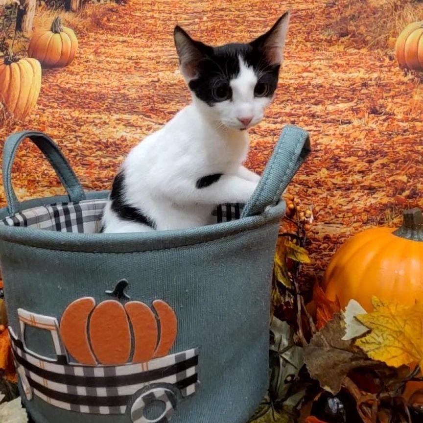 Marty, a Adoptable Domestic Short Hair in Tipton, IN image 5/6