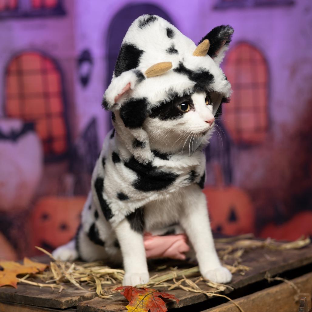 Enlarge Marty, a Adoptable Domestic Short Hair in Tipton, IN image 5/6