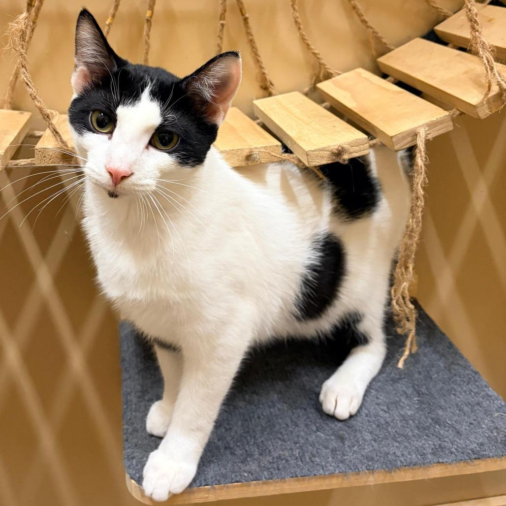 Enlarge Marty, a Adoptable Domestic Short Hair in Tipton, IN image 4/6