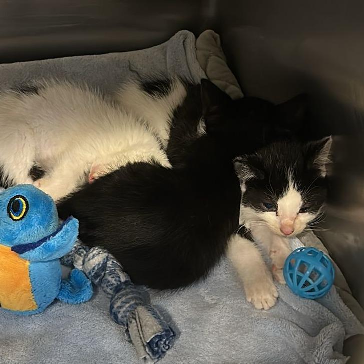 Marty, a Adoptable Domestic Short Hair in Tipton, IN image 6/6