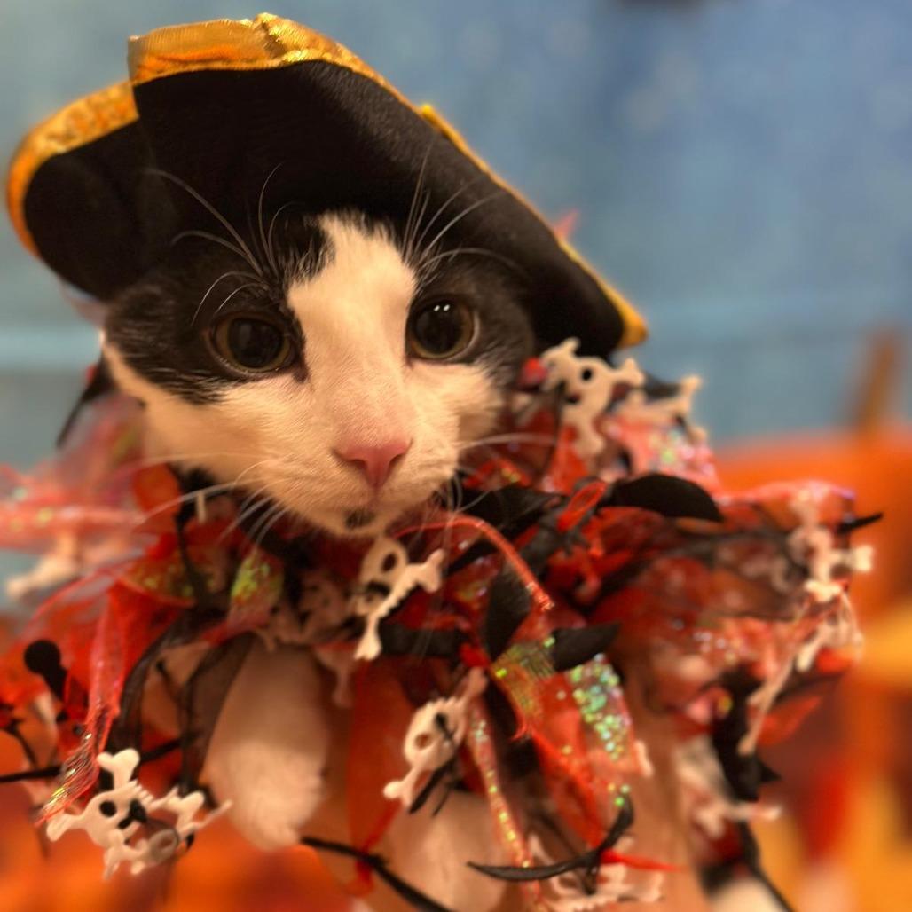 Enlarge Marty, a Adoptable Domestic Short Hair in Tipton, IN image 6/6