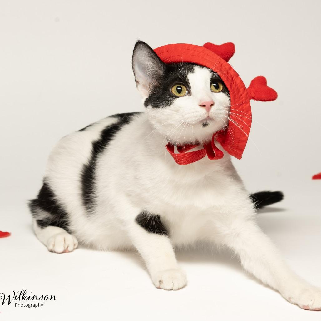 Enlarge Marty, a Adoptable Domestic Short Hair in Tipton, IN image 6/6