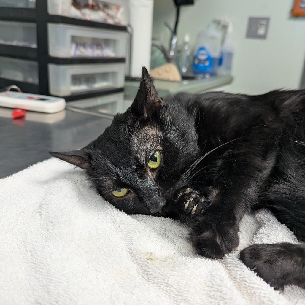 Enlarge Pierogi, a Adoptable Domestic Short Hair in Canastota, NY image 1/3