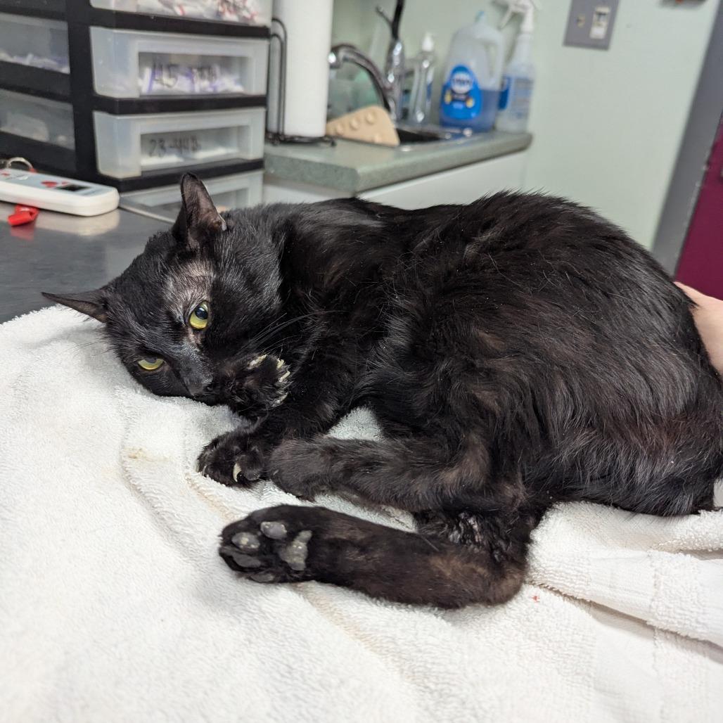 Enlarge Pierogi, a Adoptable Domestic Short Hair in Canastota, NY image 2/3