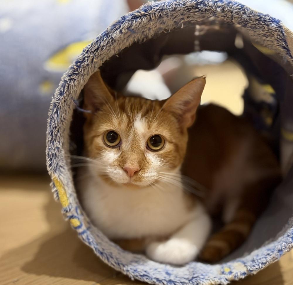Partridge Family: Laurie, a Adoptable Tabby in Warren, CT image 4/6