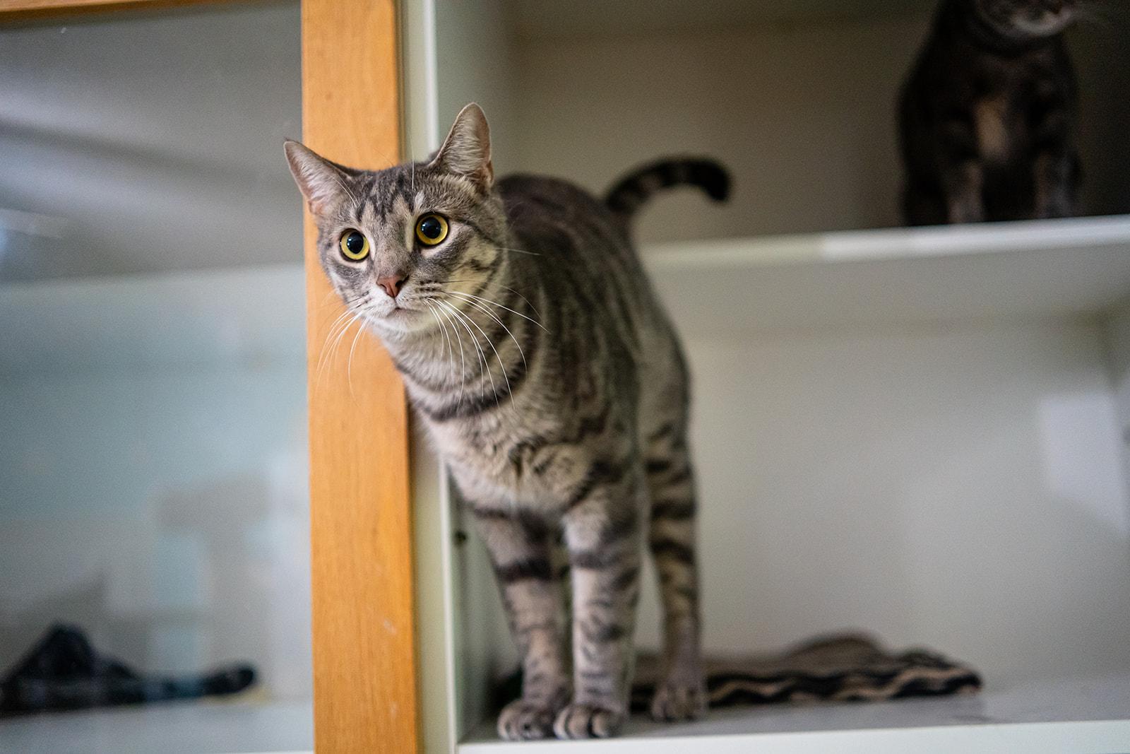 Enlarge Alfie, a Adoptable Domestic Short Hair in Dellslow, WV image 2/2