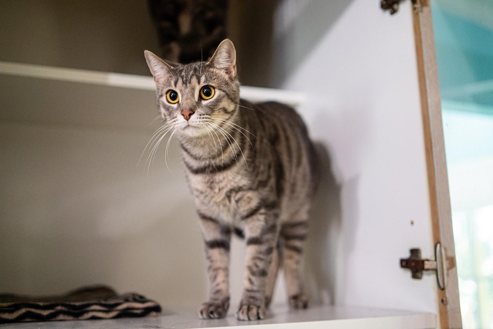 Enlarge Alfie, a Adoptable Domestic Short Hair in Dellslow, WV image 1/2