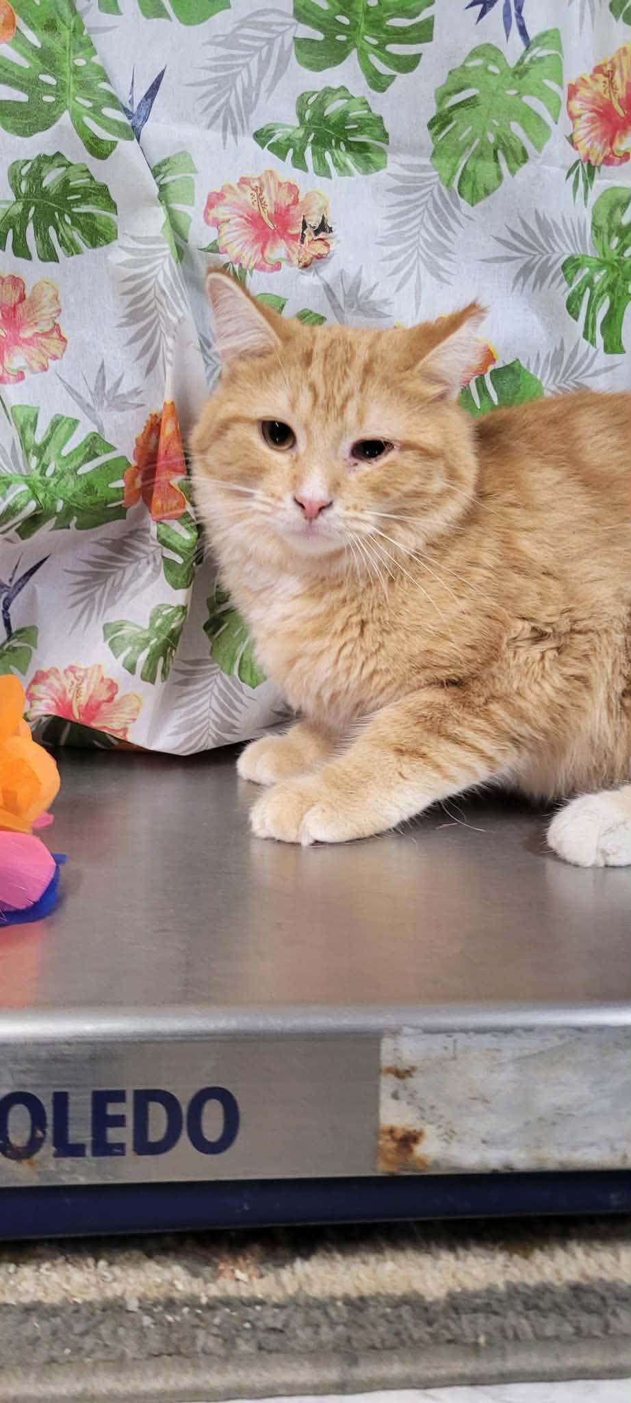 Cheeto, ADOPTABLE, Adult Male Domestic Medium Hair.