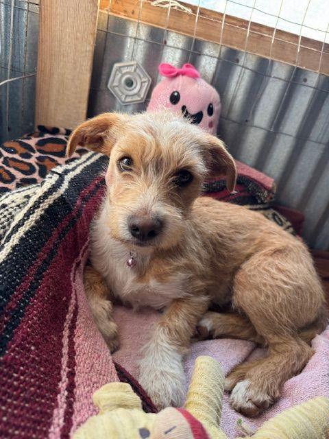 Peaches, Adoptable, Puppy Female Terrier.