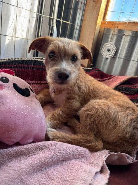 Enlarge Peaches, a Adoptable Terrier in Williamsburg, NM image 2/3