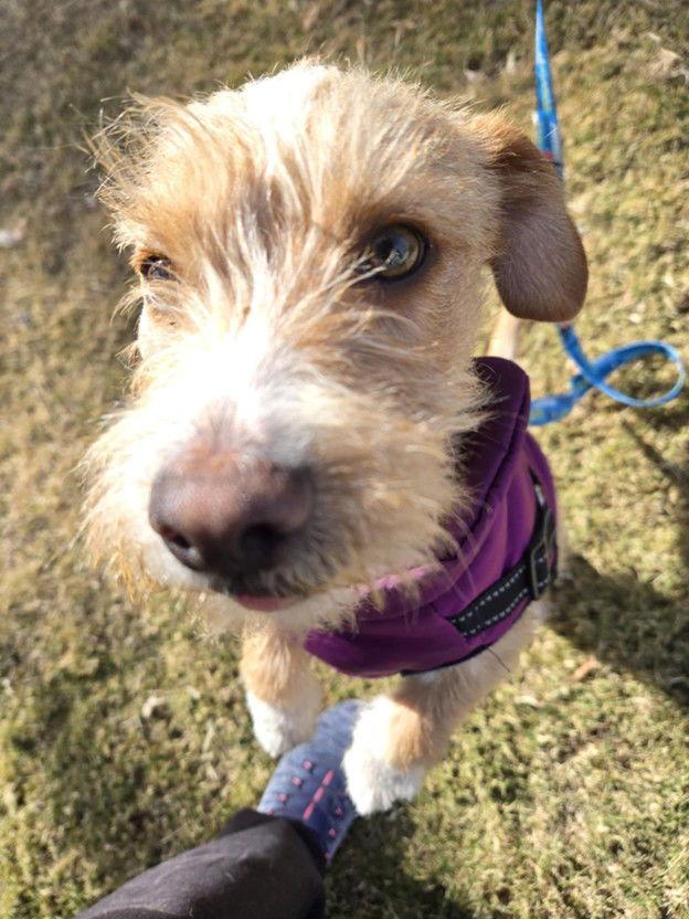 Enlarge Peaches, a Adoptable Terrier in Williamsburg, NM image 3/3