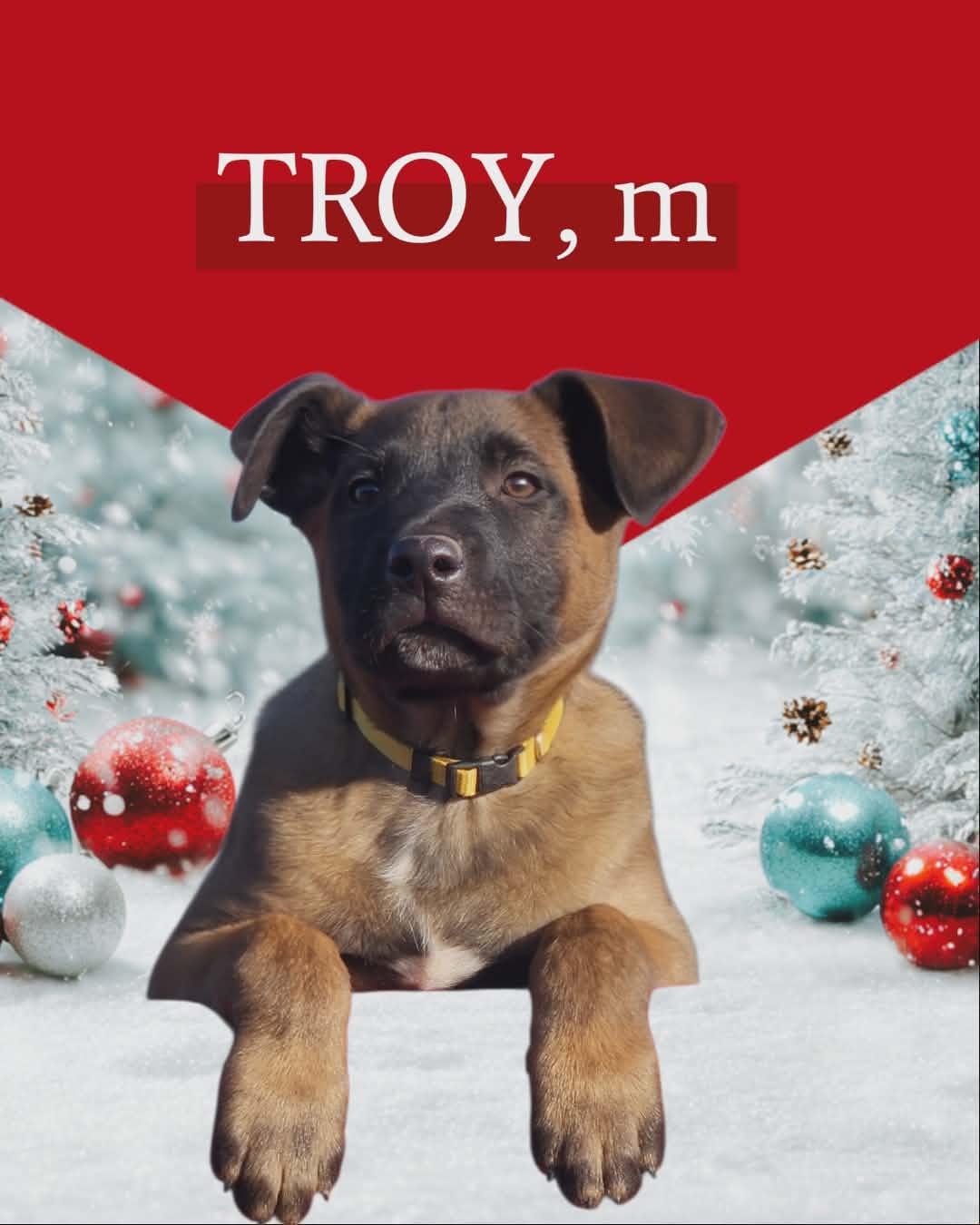 Troy photo