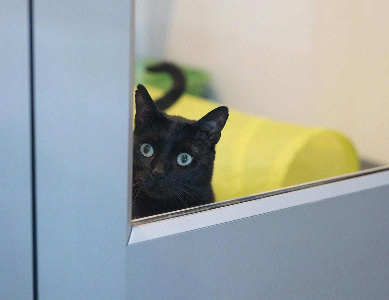 Marvin, a Adoptable Domestic Short Hair in Oakland, CA image 1/3