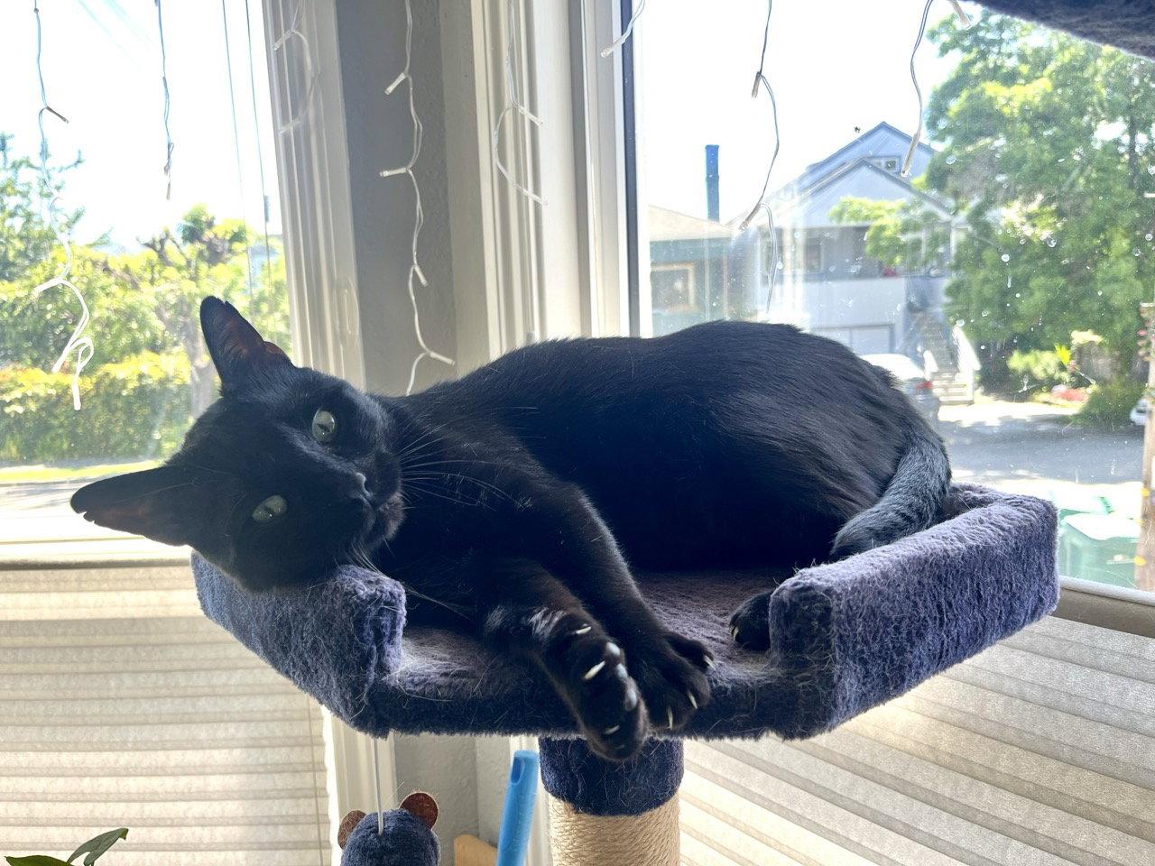 Marvin, a Adoptable Domestic Short Hair in Oakland, CA image 2/3