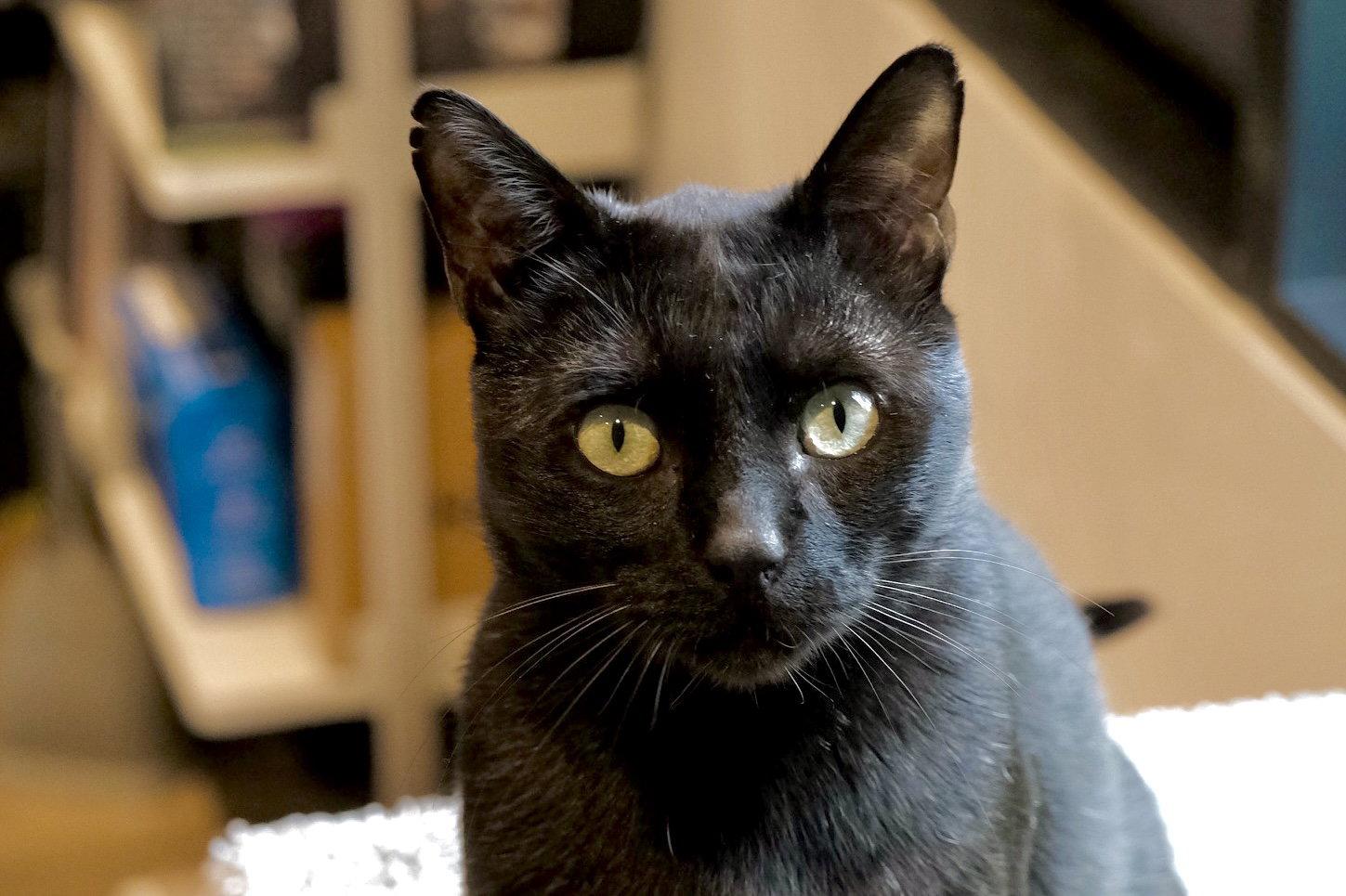 Marvin, a Adoptable Domestic Short Hair in Oakland, CA image 3/3