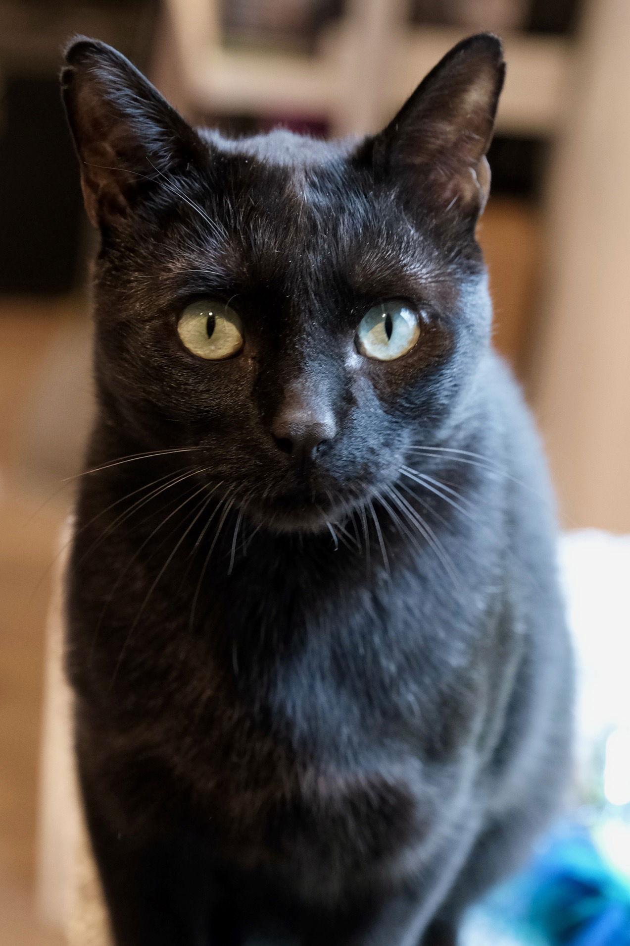 Enlarge Noctis, a Adoptable Domestic Short Hair in Oakland, CA image 2/3