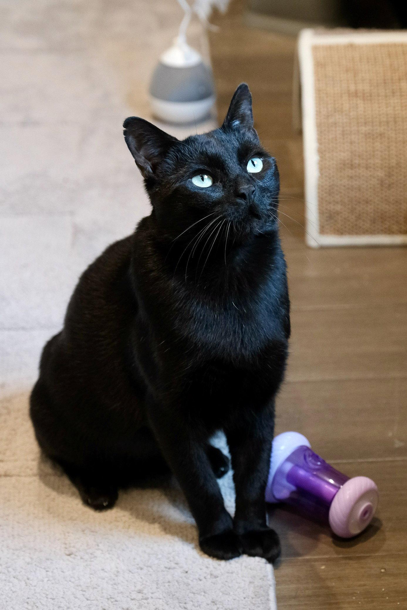 Marvin, a Adoptable Domestic Short Hair in Oakland, CA image 3/3