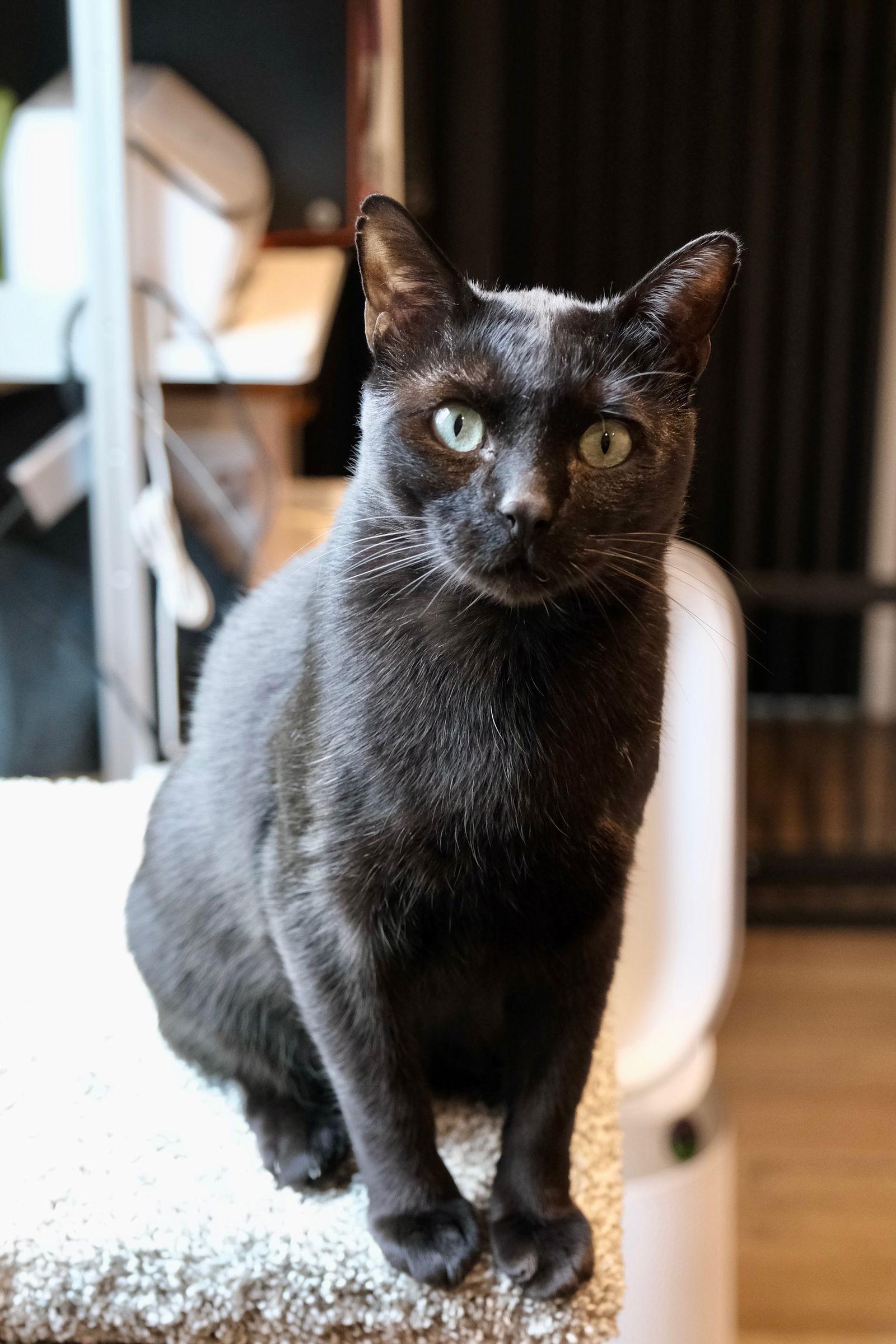 Enlarge Noctis, a Adoptable Domestic Short Hair in Oakland, CA image 3/3