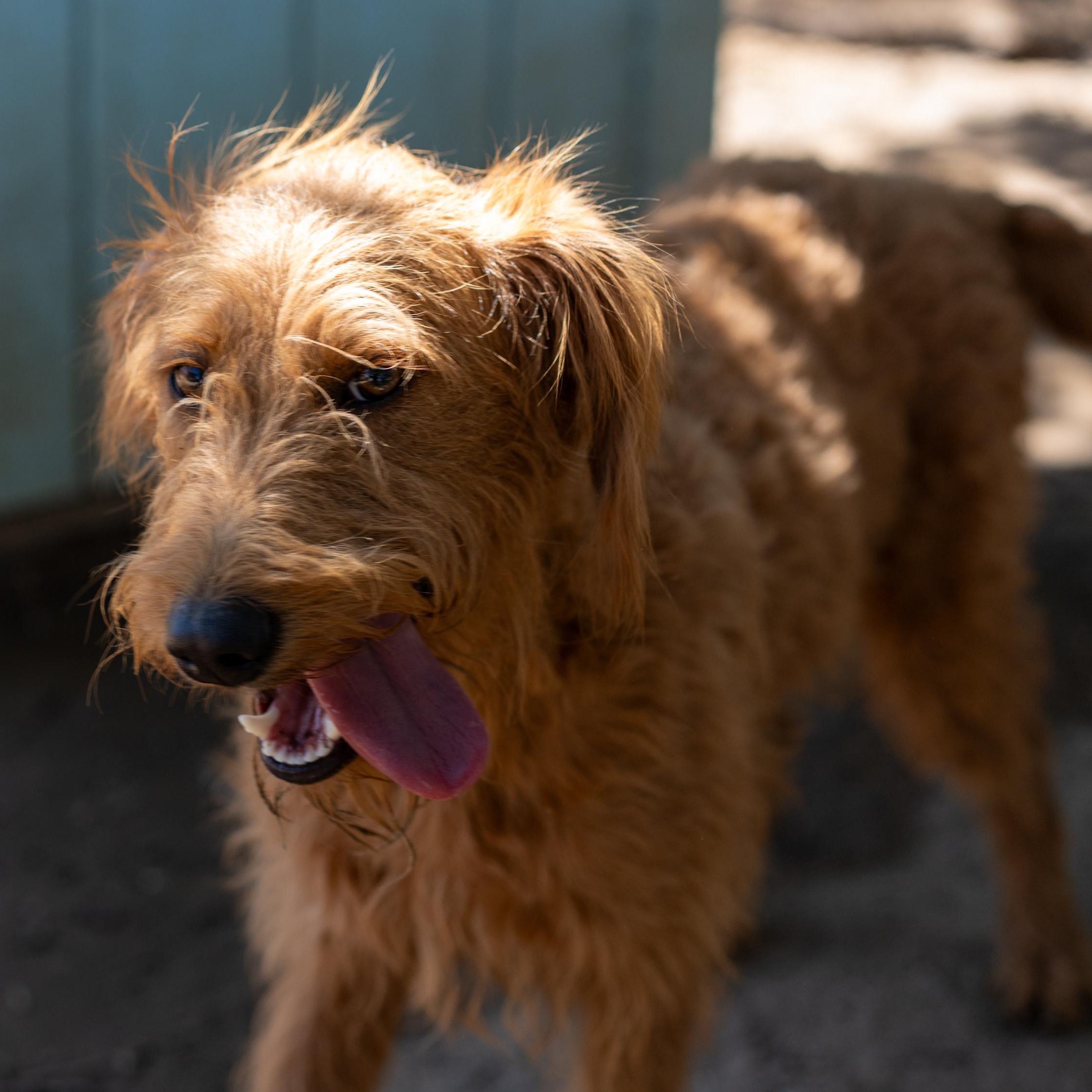 MISS RED, a Adoptable mixed breed in Fresno, CA image 3/6