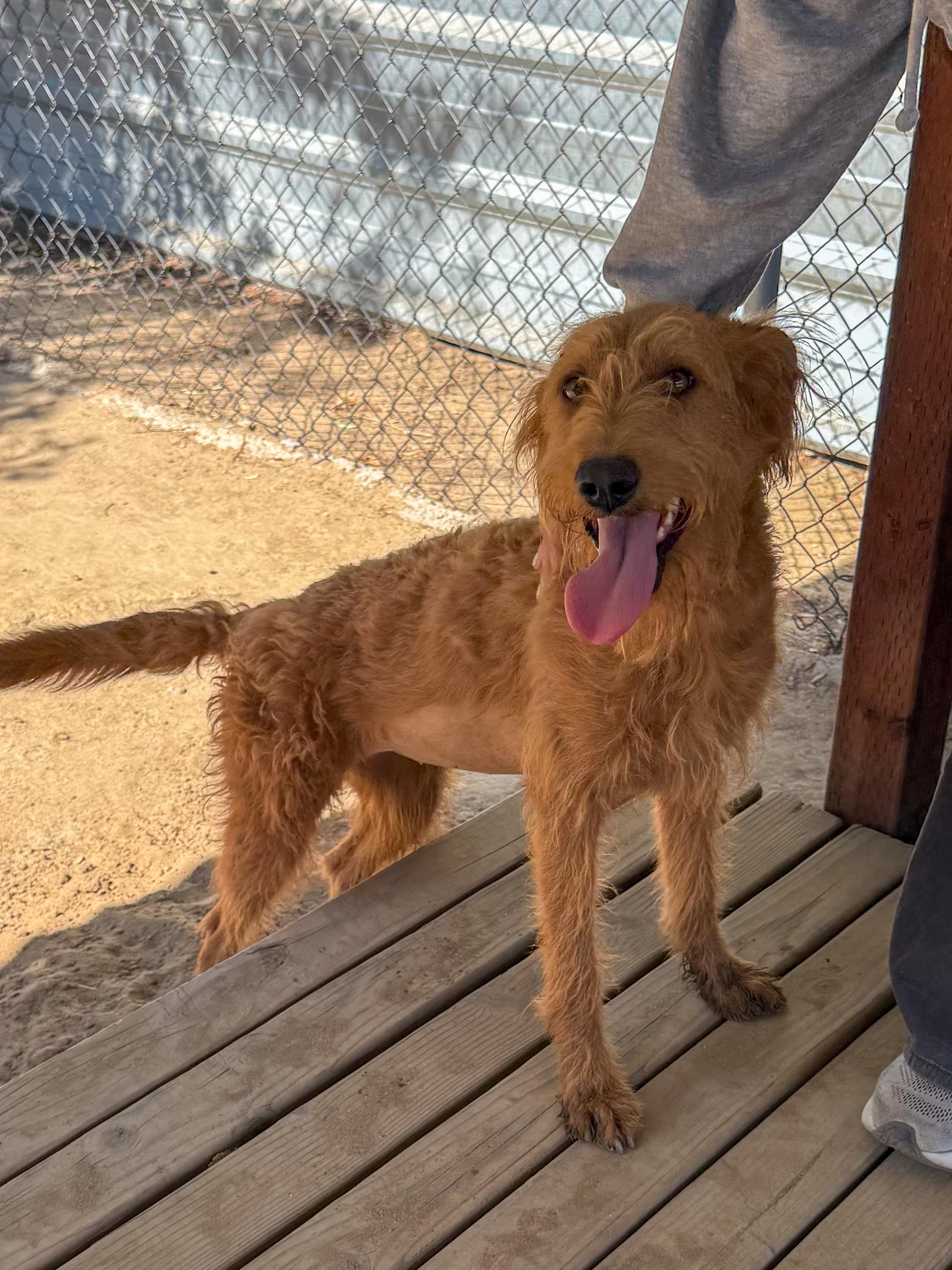 MISS RED, a Adoptable mixed breed in Fresno, CA image 2/6