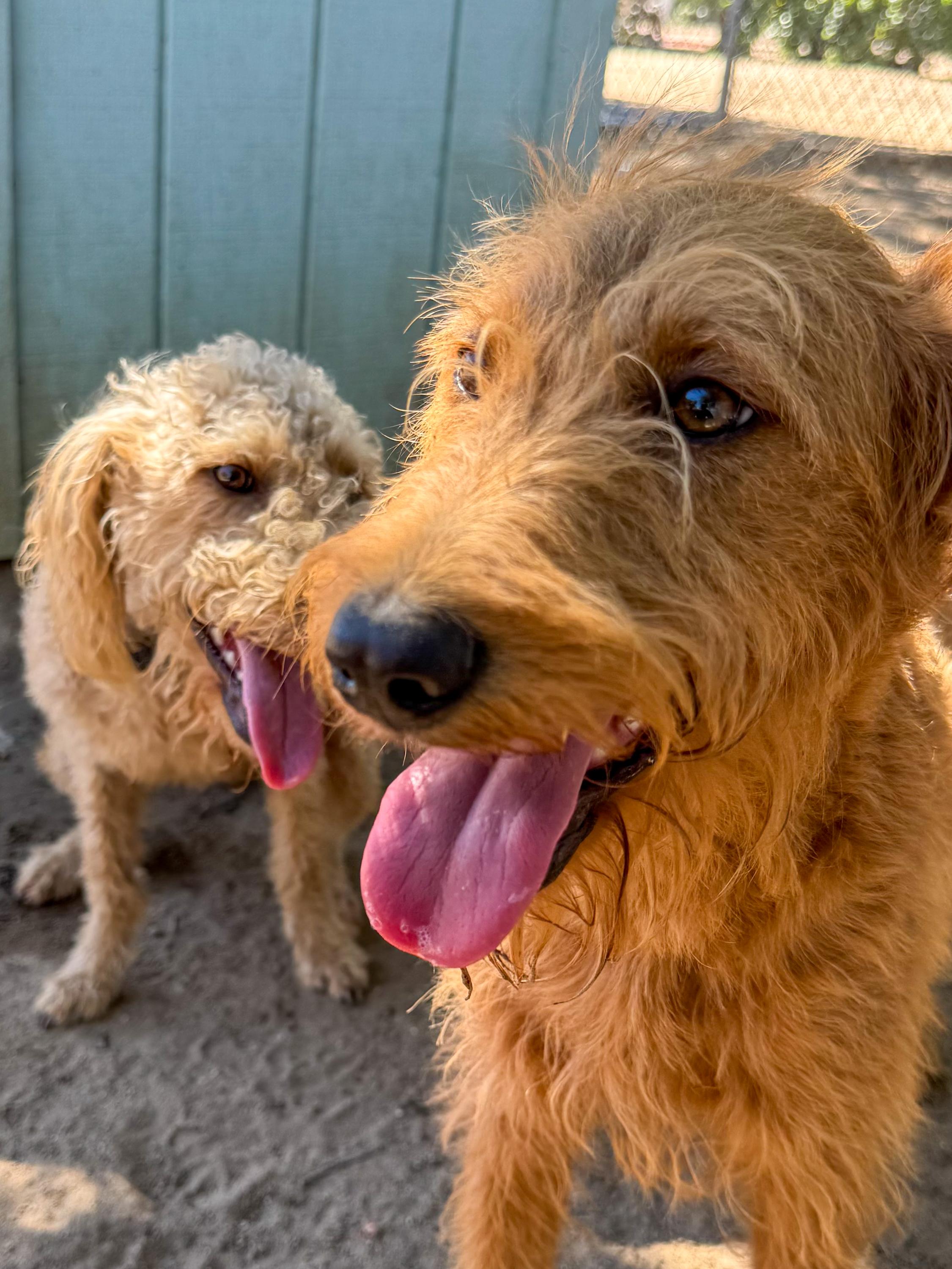 MISS RED, a Adoptable mixed breed in Fresno, CA image 5/6
