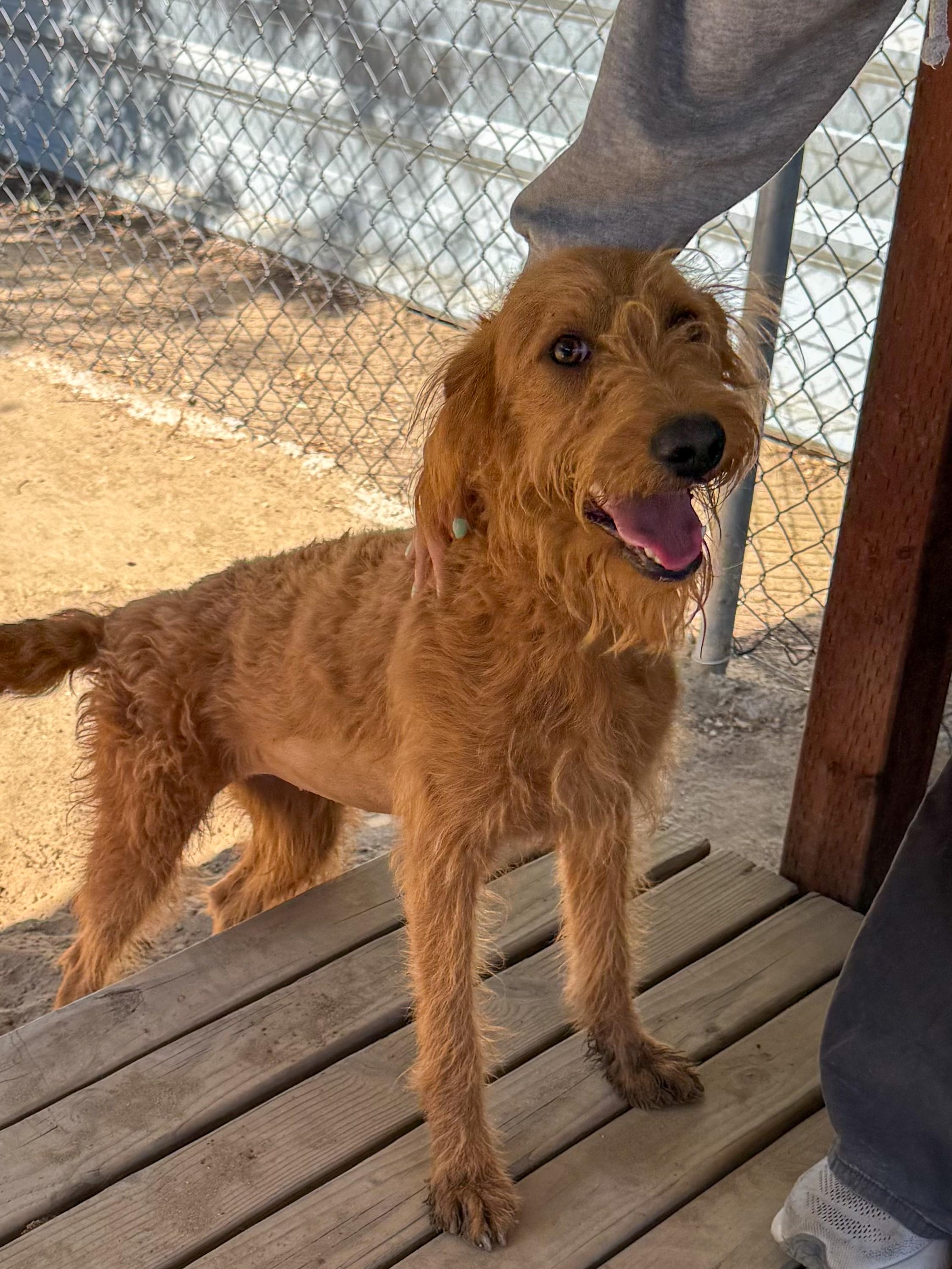 MISS RED, a Adoptable mixed breed in Fresno, CA image 4/6