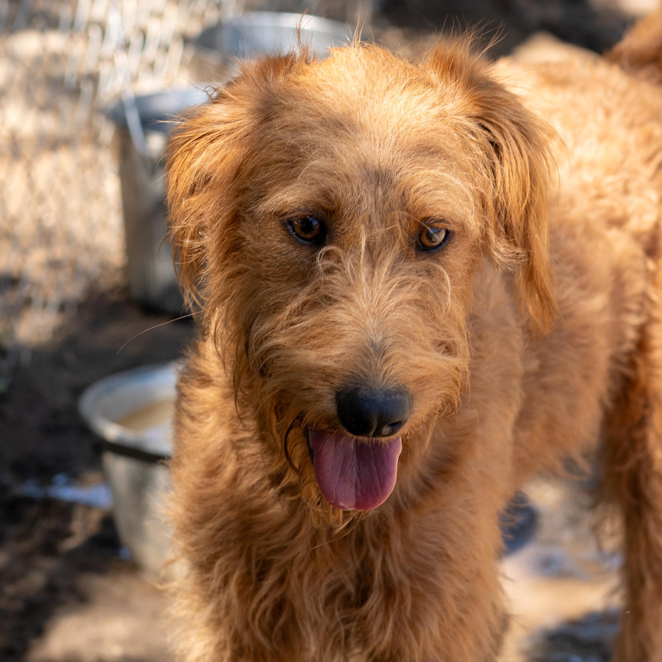 MISS RED, Adoptable, Adult Female Standard Poodle.