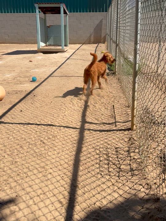 Enlarge MISS RED, a Adoptable mixed breed in Fresno, CA video 6/6