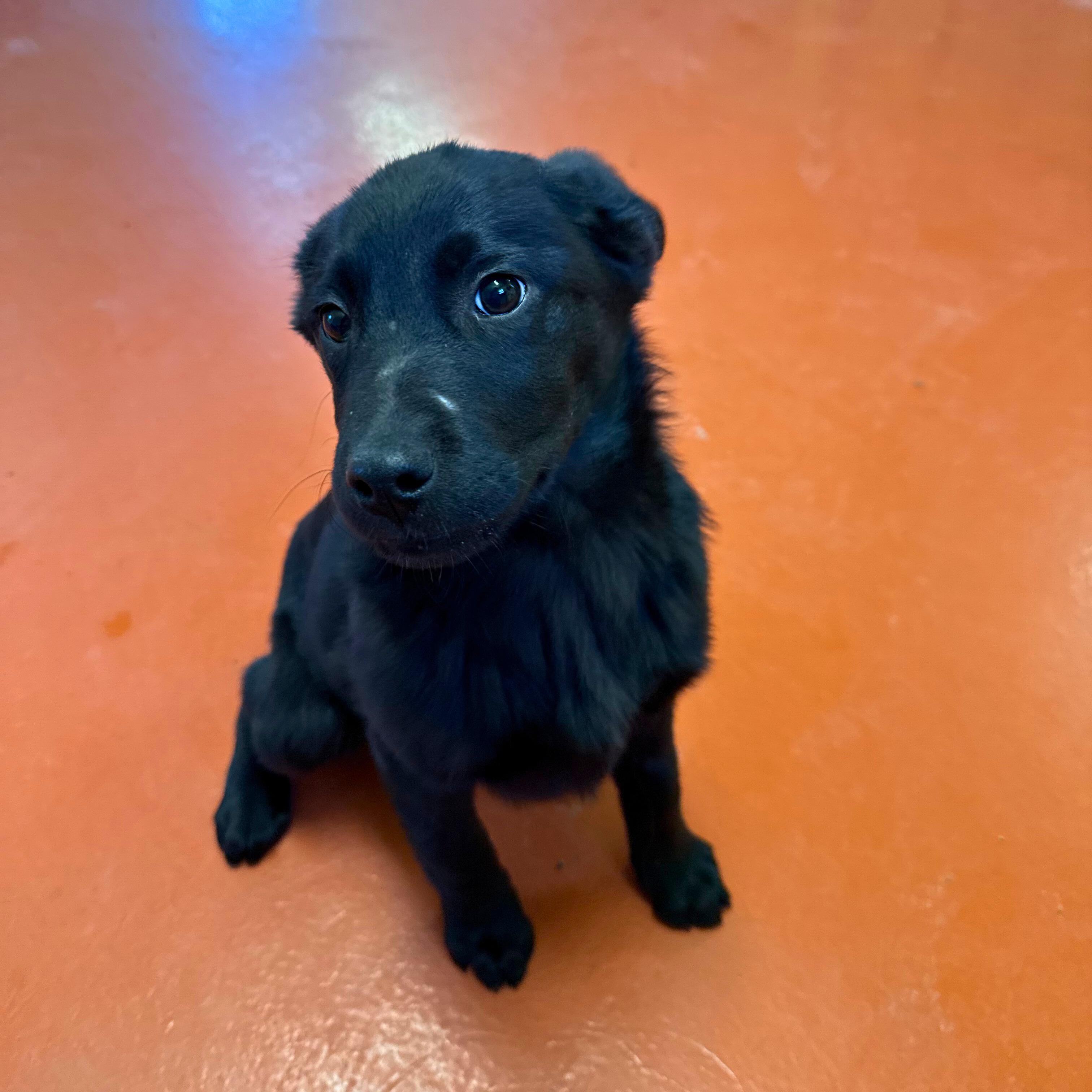 Stormy, an adopted mixed breed in Ridgway, CO image 3/5