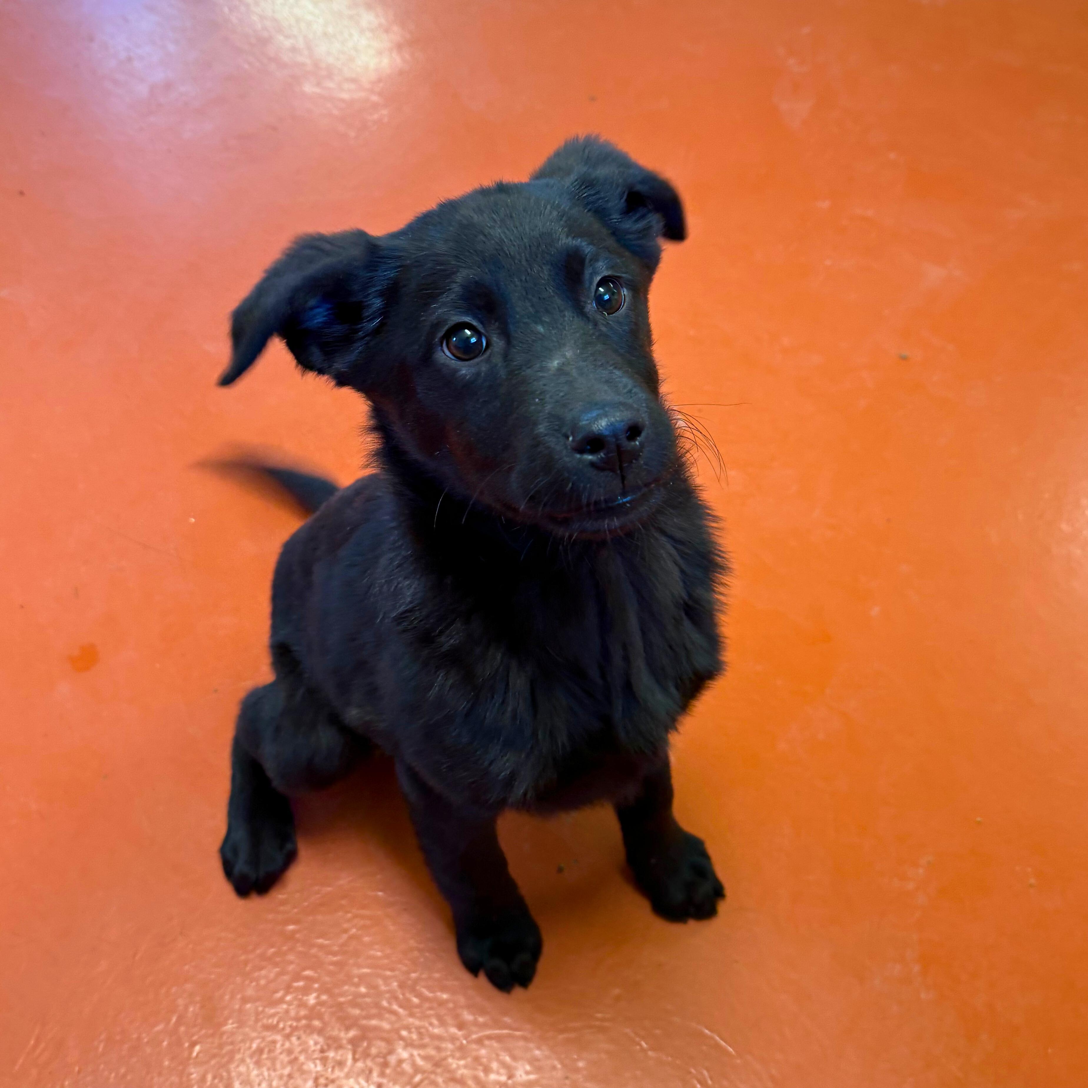 Stormy, adopted, Puppy Female Black Labrador Retriever.