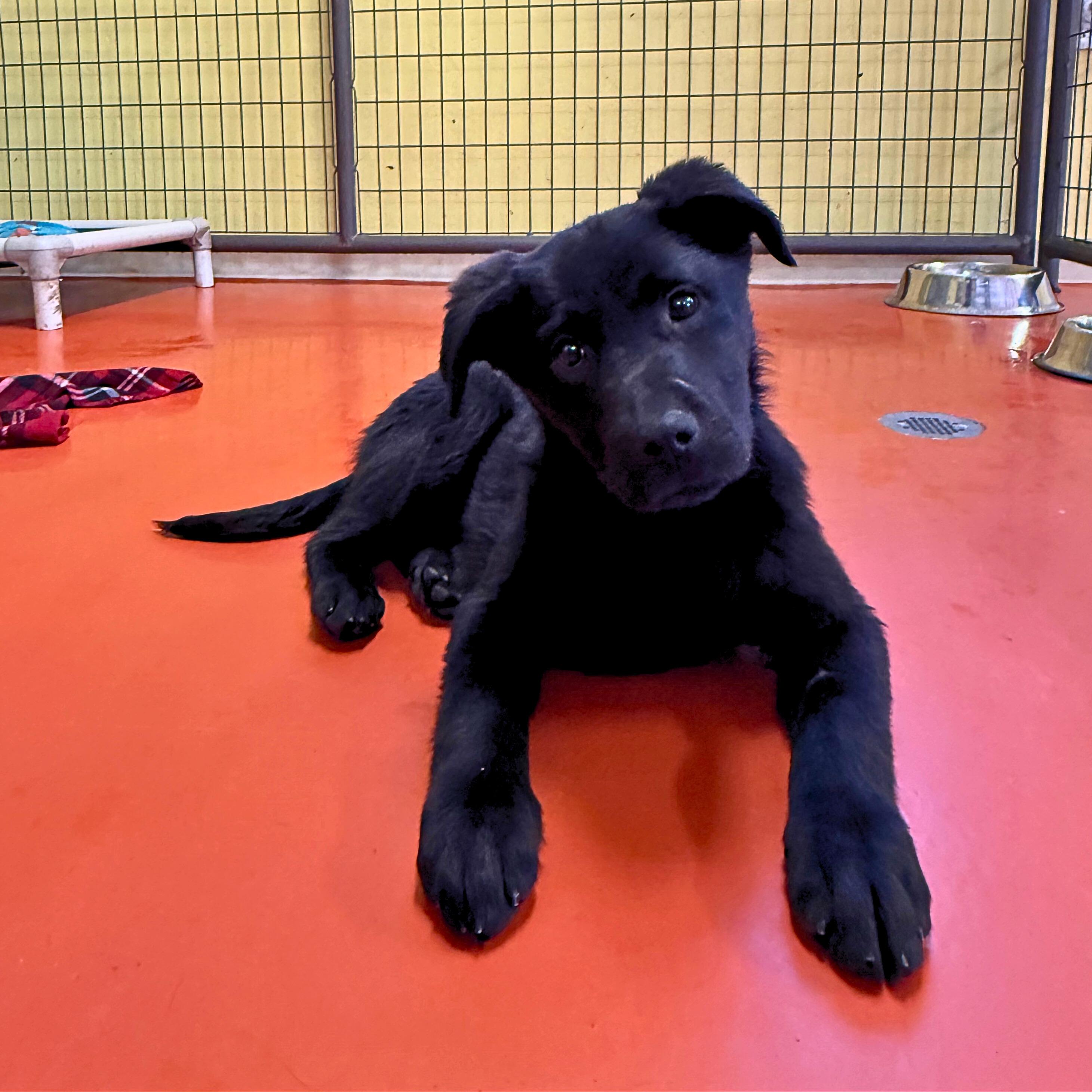 Stormy, an adopted mixed breed in Ridgway, CO image 5/5