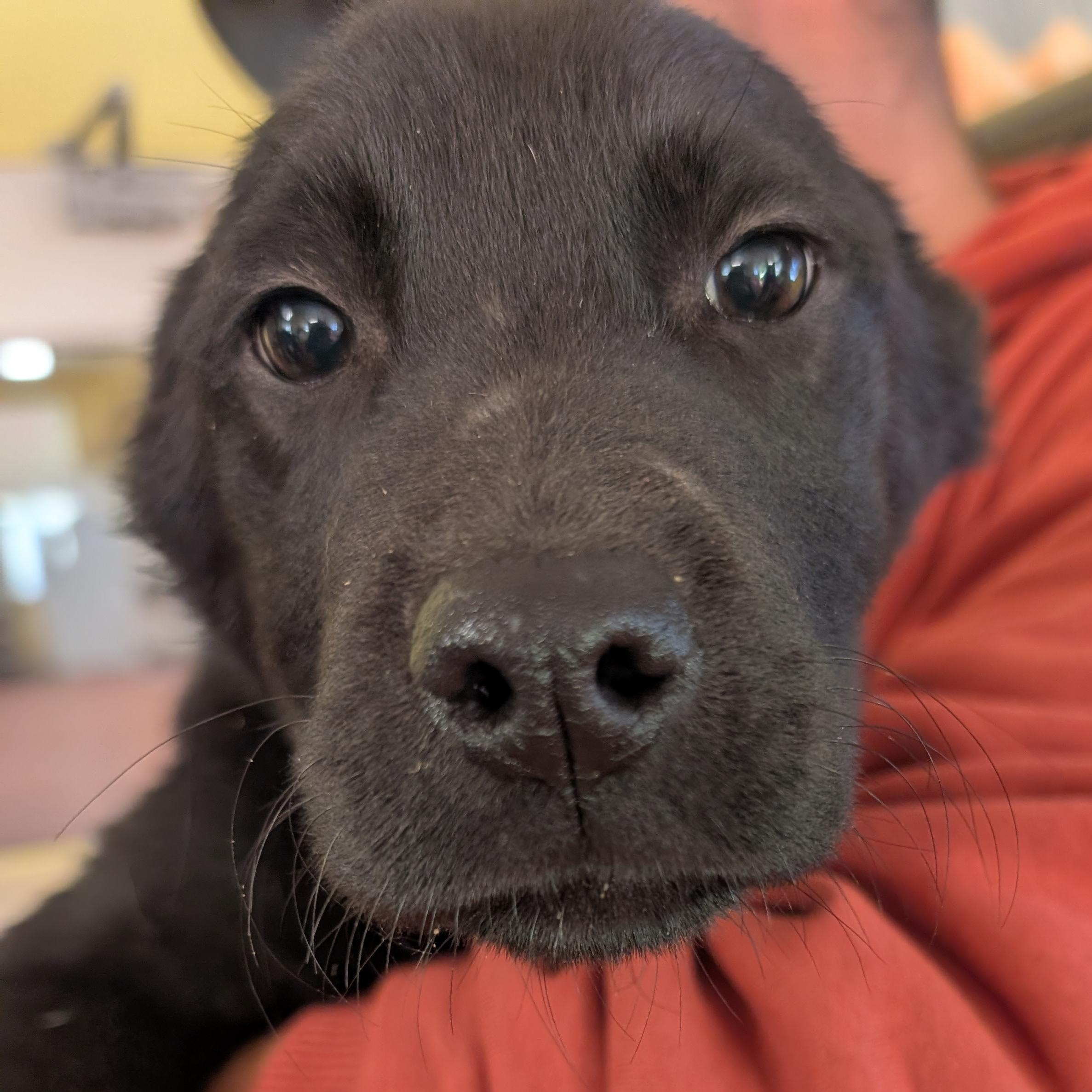 Stormy, an adopted mixed breed in Ridgway, CO image 2/5